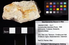 Foto (Objket + Etiketten) von Goniodromites bidentatus (Reuss, 1858) 